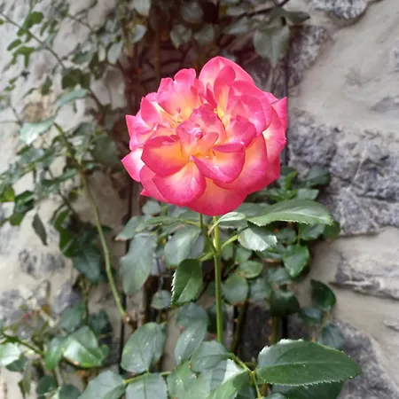 بيت للعطل De Charme 3* Saint-Esteben