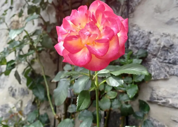 Prázdninový dům De Charme 3* Saint-Esteben